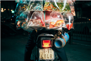 Ảnh xe bán cá ở Việt Nam thắng giải quốc tế