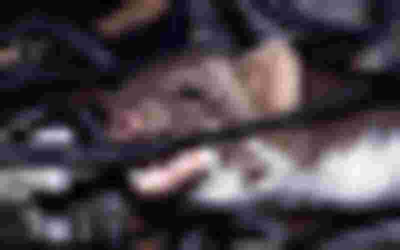Bị chuột cắn dây điện gây cháy do chập điện