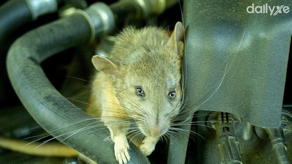 Những dấu hiệu nhận biết khi chuột chui vào ô tô