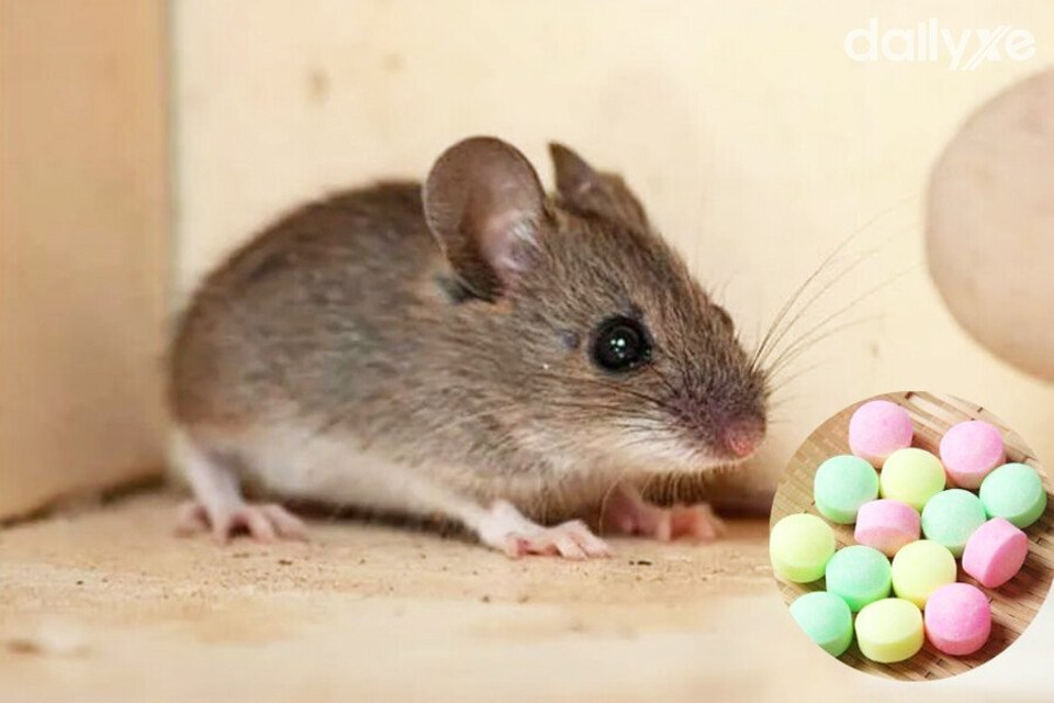 Dùng long não để đuổi chuột chui vào ô tô