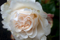 Hoa hồng, Nàng thơ mới của Rolls-Royce