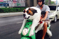 Từ 1/1/2020: Chở/Dắt vật nuôi bằng xe máy đi trên phố sẽ bị xử phạt