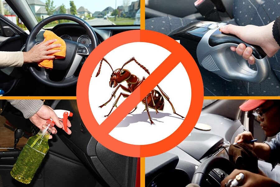 Cẩm nang cách diệt kiến trong xe ô tô hiệu quả và an toàn cho sức khỏe